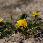 JYR VIII - Foto's door Kimmy Visser